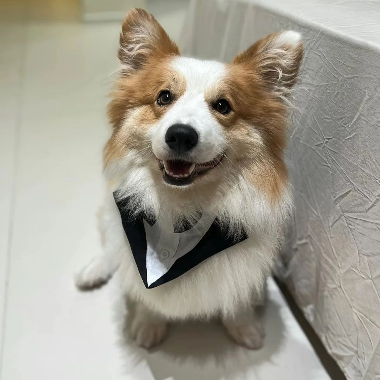 Pet Dog Clothes Fashion Party  - đánh giá và giá Suitsupply Wedding Tuxedo